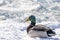 Mallard Duck Rests on the Snow in the Sun