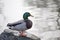 Mallard Duck on Rock with silvery water background
