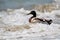 Mallard duck in the sea water catching waves