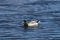 Mallard Duck serene floating on ruffled pond
