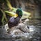Mallard Duck Shaking off Water