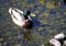 Mallard, duck, in shallow water with submerged rocks.