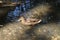 Mallard duck at the shore of a pond near the Vorya River in the Moscow region