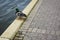 Mallard Duck Sitting on Brick Sidewalk