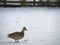 Mallard Duck on Snow