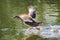 Mallard Duck Splashing Over Water As It Is Taking Flight