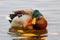 Mallard duck splashing on the water surface of the lake