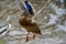 Mallard duck with spread wings above water