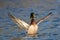 Mallard duck spreading its wings