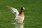 Mallard duck spreading wings on pond