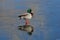 Mallard Duck Standing On Thin Ice