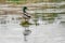Mallard Duck Standing on Tiny Island