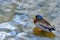 Mallard duck stands on a submerged rock at water`s edge