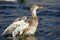 Mallard Duck Stretching Its Wings While Resting on the Water