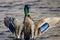 Mallard Duck Stretching Its Wings While Resting on the Water