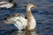 Mallard Duck Stretching Its Wings While Resting on the Water