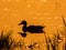 Mallard duck and sunset backlit