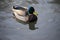 Mallard duck swimming