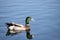 Mallard duck swimming