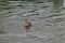 Mallard Duck Swimming on the Lake