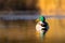 Mallard duck swimming on a lake on a colourful autumn evening