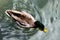 Mallard Duck Swimming leaving ripples