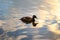 Mallard duck swimming on majestic reflecting blue pond on a summer day