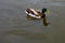 Mallard Duck Swimming with Reflection of Head