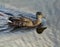 Mallard duck swimming in water with reflections and ripples in early morning
