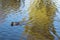 Mallard Duck swimming on the water surface of the lake in soft focus