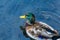 A Mallard Duck Swims in Shallow Water