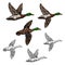 Mallard duck vector sketch wild bird icon