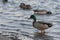 Mallard Duck wading in water on lake shore