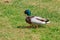 Mallard Duck Walking