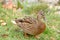 Mallard Duck Walking on the Grass