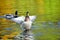 Mallard duck waving wings on the pond