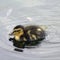 Mallard duckling