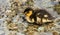 Mallard Duckling