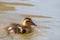 Mallard duckling