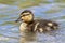 Mallard Duckling