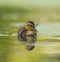Mallard duckling feeding in wetland pond