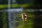 Mallard duckling feeding in wetland pond