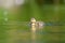 Mallard duckling feeding in wetland pond