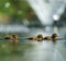 Mallard duckling feeding in wetland pond