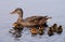 Mallard Duckling learning to survive