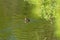 Mallard Duckling in a Pond