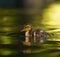 Mallard duckling resting in a pond