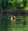 Mallard duckling resting in a pond