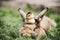 mallard duckling sitting hare s head green grass. High quality photo