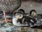 Mallard duckling in Spring in Muskoka